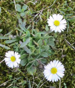 Gänseblümchen