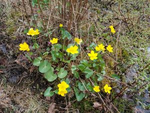 Sumpfdotterblume an sumpfigem Standort