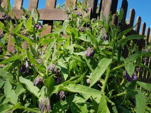 Beinwell im Garten der Natur-Schule Grund