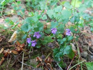 Gundermann mit Blüten