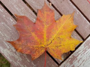 Spitzahorn-Blatt im Herbst