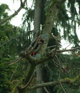 Buntspecht im Baum