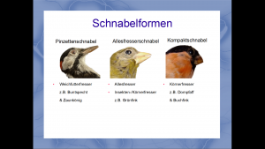 Wichtige Schnabelformen