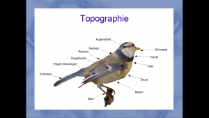 Topographie eines Gartenvogels