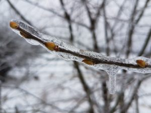 Knospen der Salweide mit Eiskruste