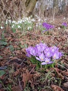 Elfenkrokus und Schneeglöckchen