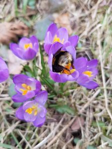 Hummelkönigin in Elfenkrokus