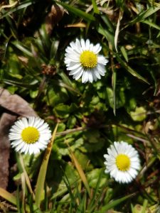 Gänseblümchen