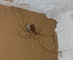 Zitterspinne in der Natur-Schule